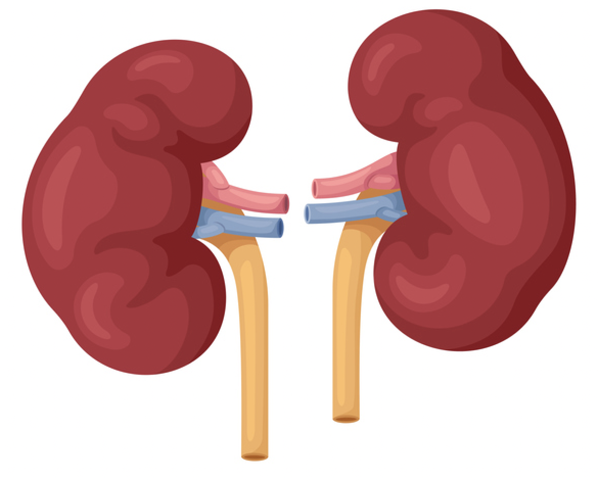 image of  kidneys
