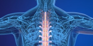 An image of the spinal cord