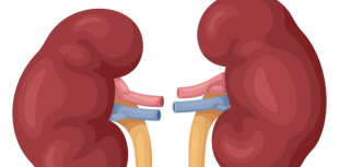 animated kidneys