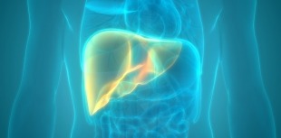 A diagram of the liver in the human body