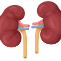 animated kidneys
