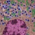 Beta cells of the pancreas